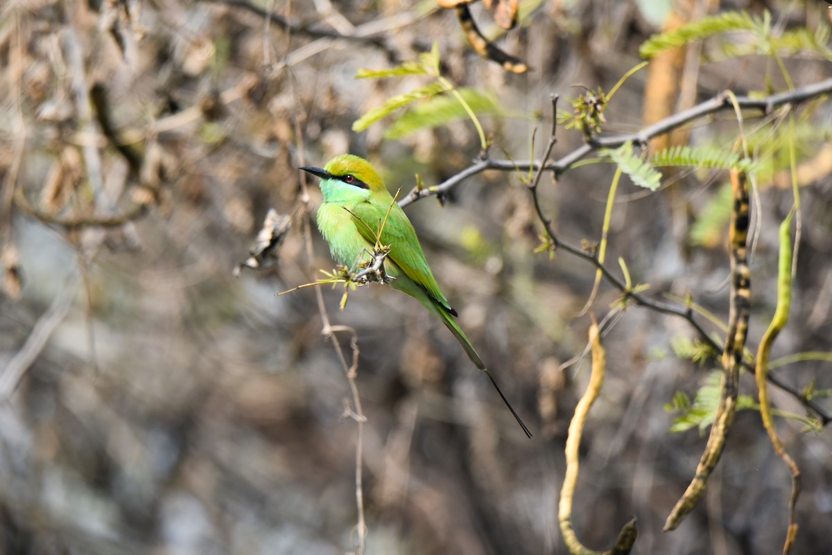 Asian Green Bee-eater - ML309297381