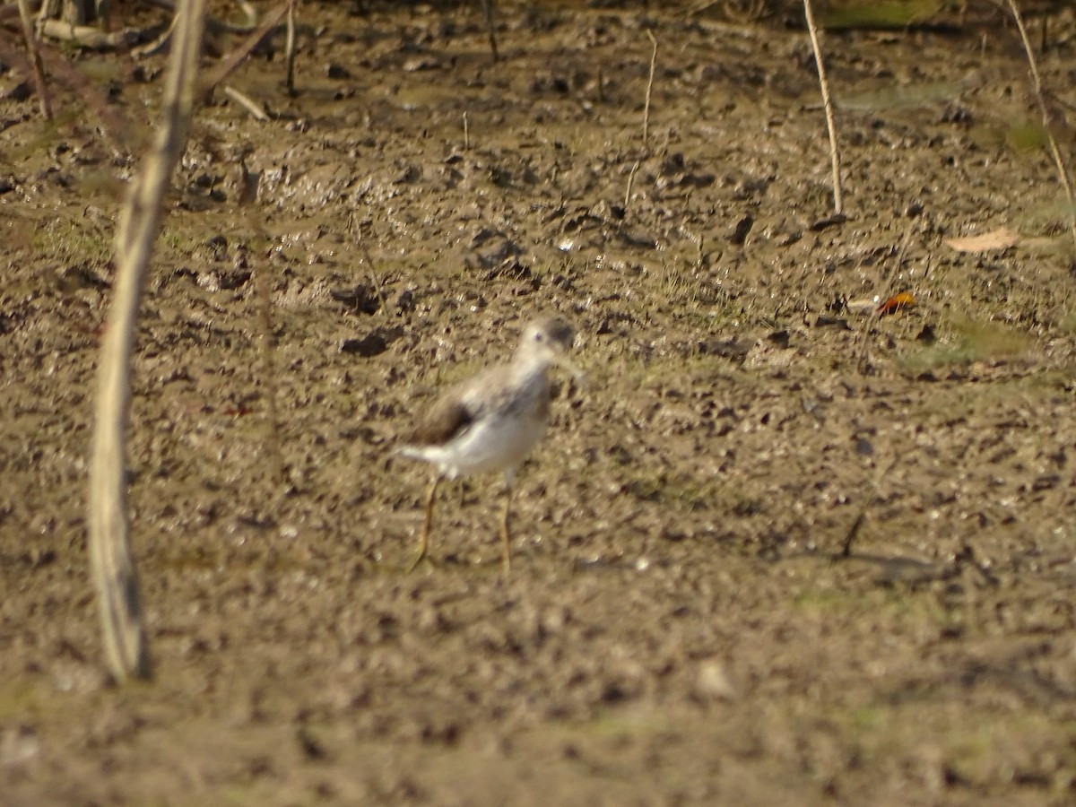 Solitary Sandpiper - ML309297651