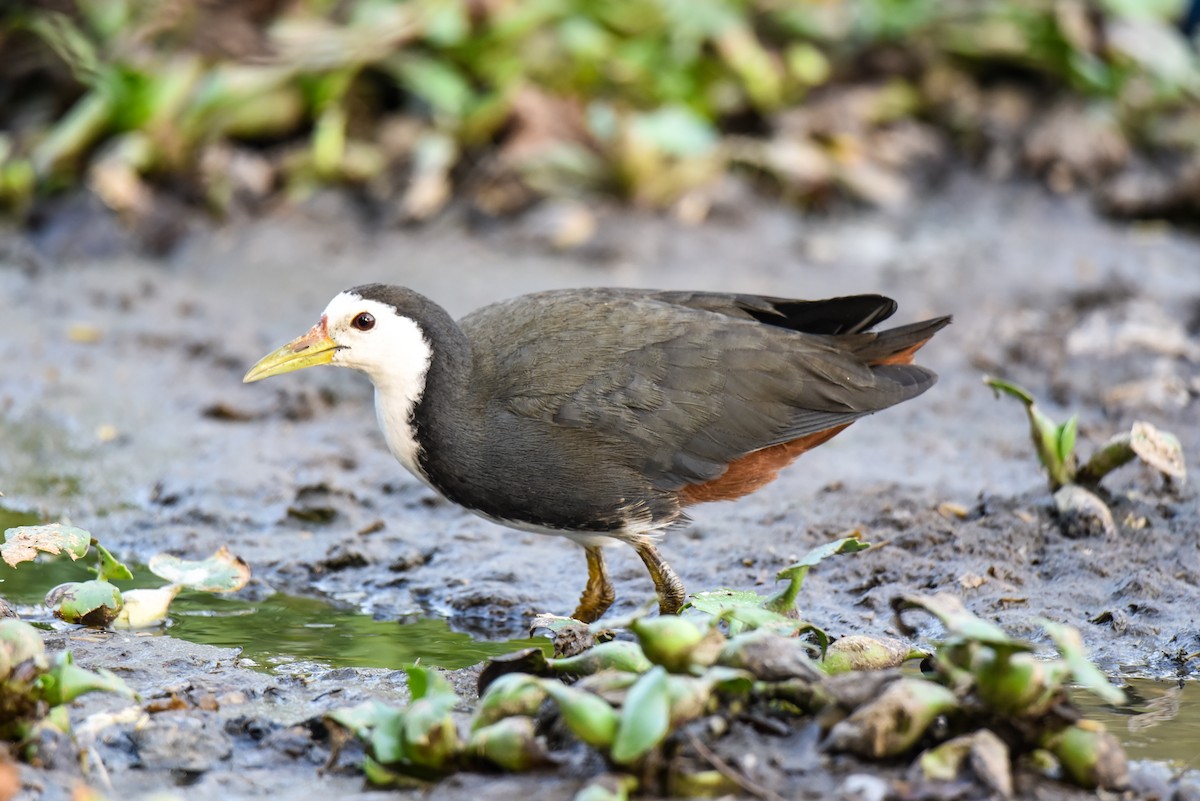 White-breasted Waterhen - ML309298281