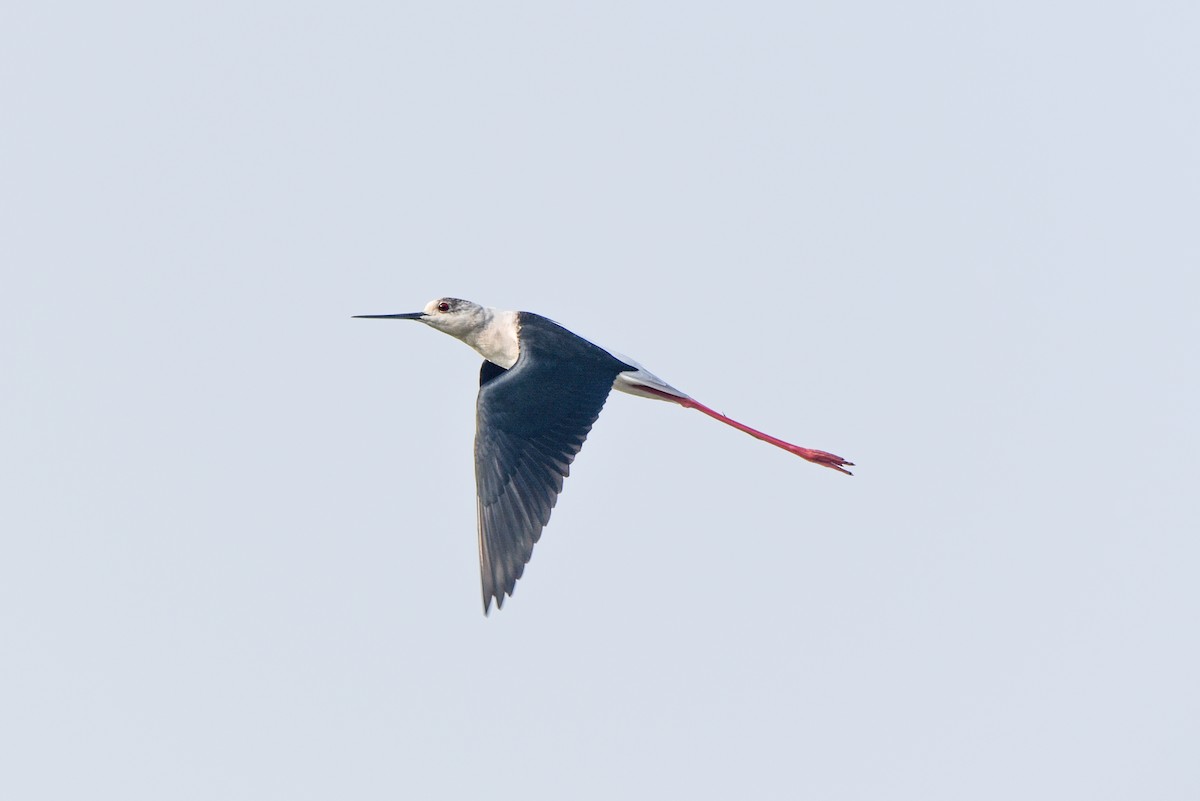 Black-winged Stilt - ML309298291