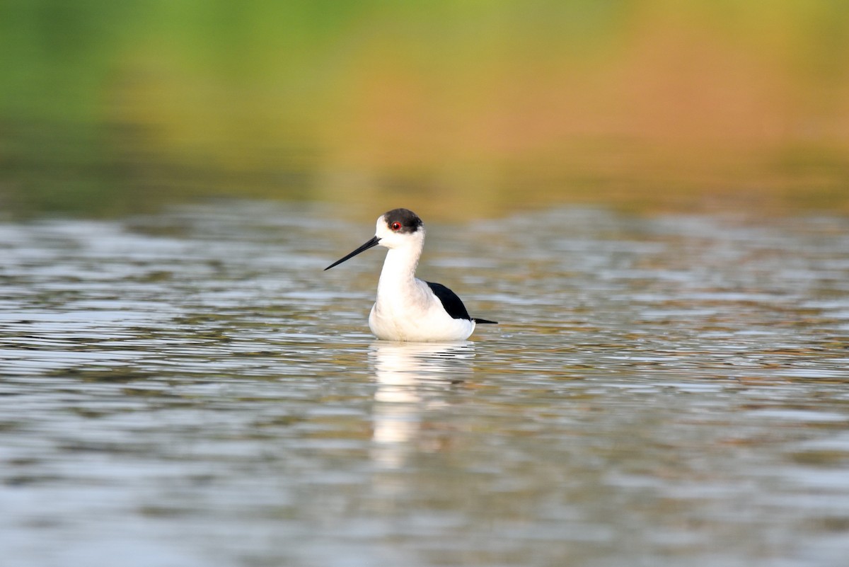 Black-winged Stilt - ML309298341