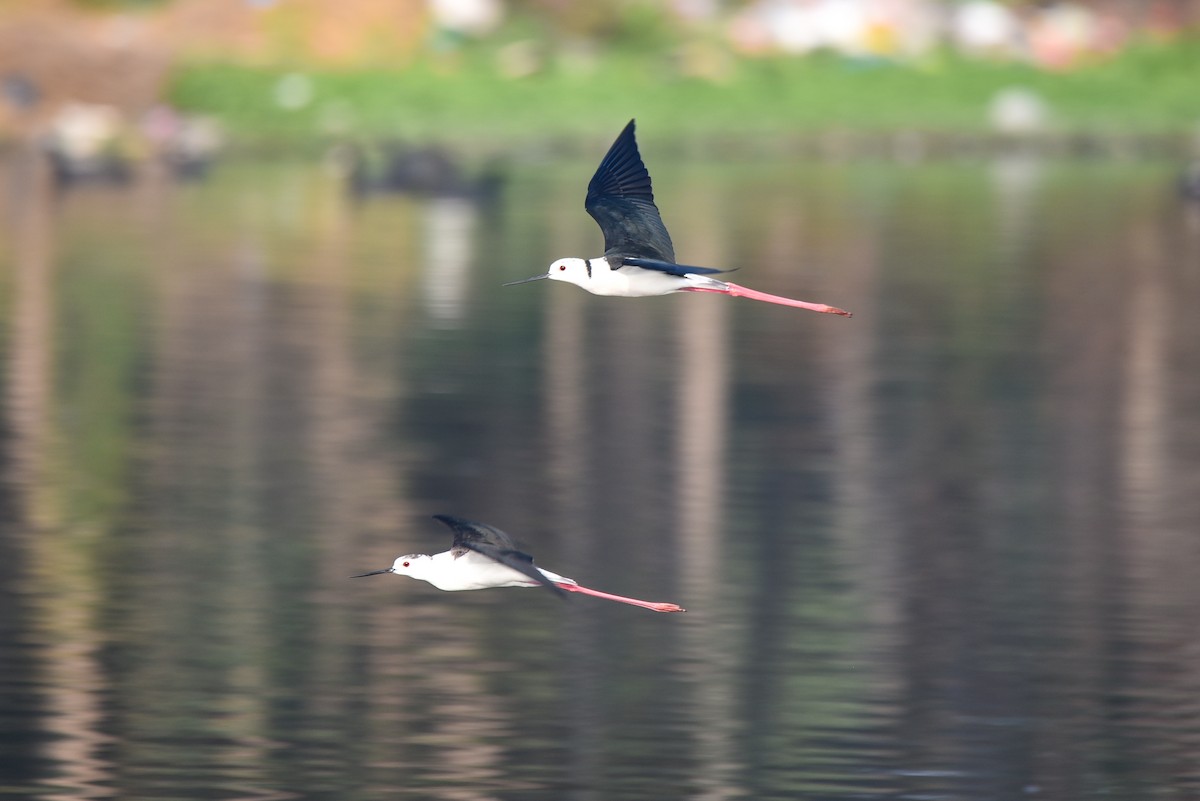 Black-winged Stilt - ML309298361