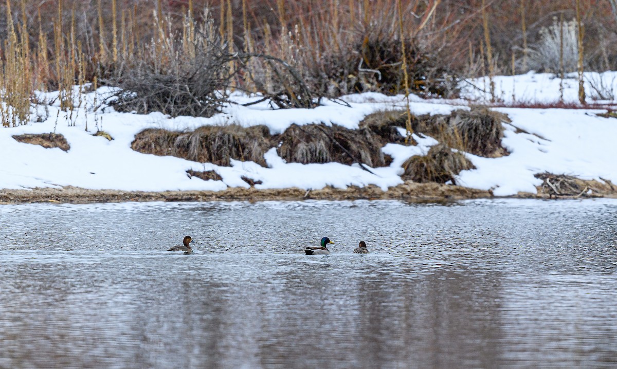 Ring-necked Duck - ML309298621