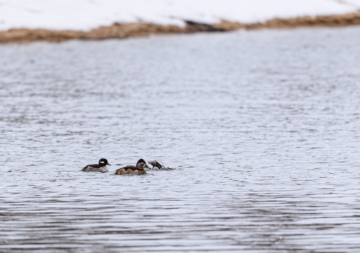 Ring-necked Duck - ML309298981