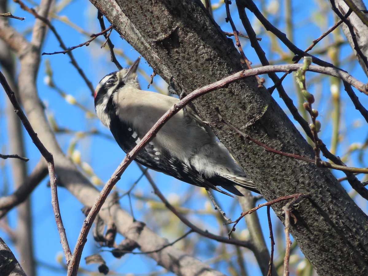 Downy Woodpecker - ML309299621