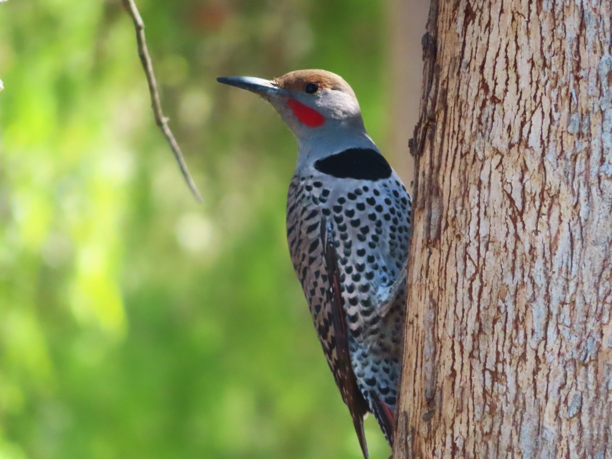 Northern Flicker - ML309299701