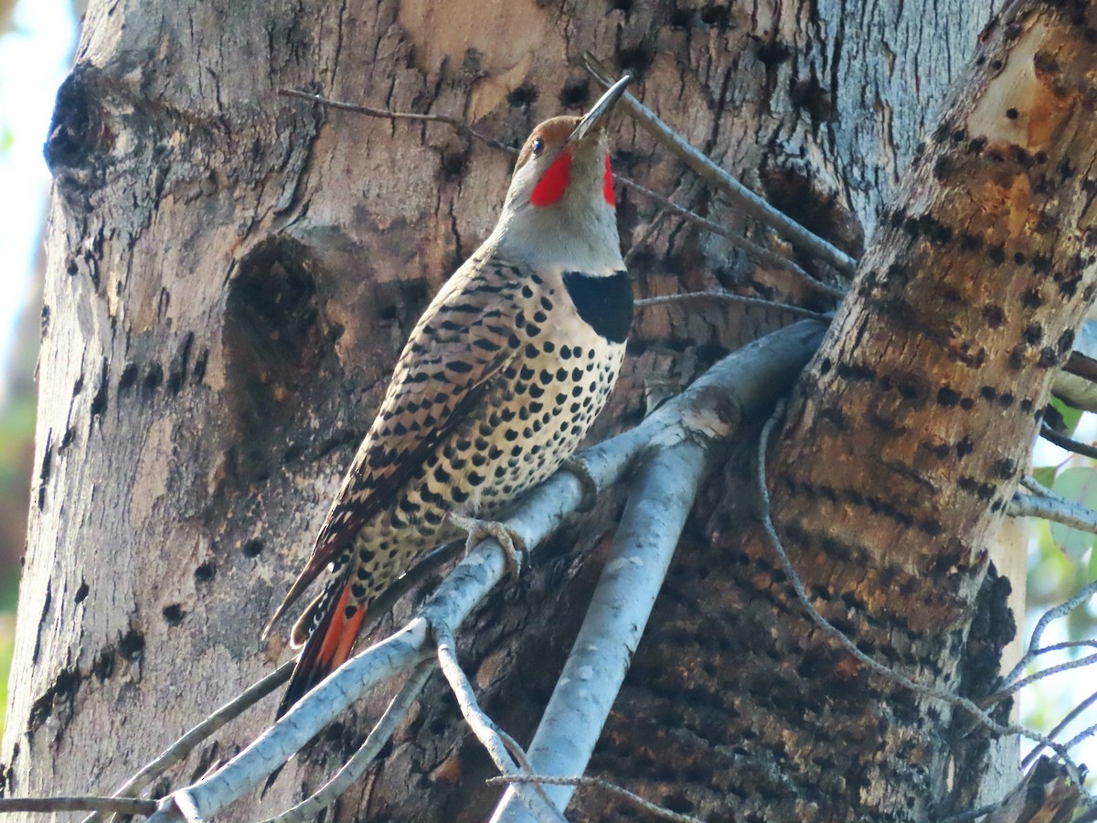 Northern Flicker - ML309299751