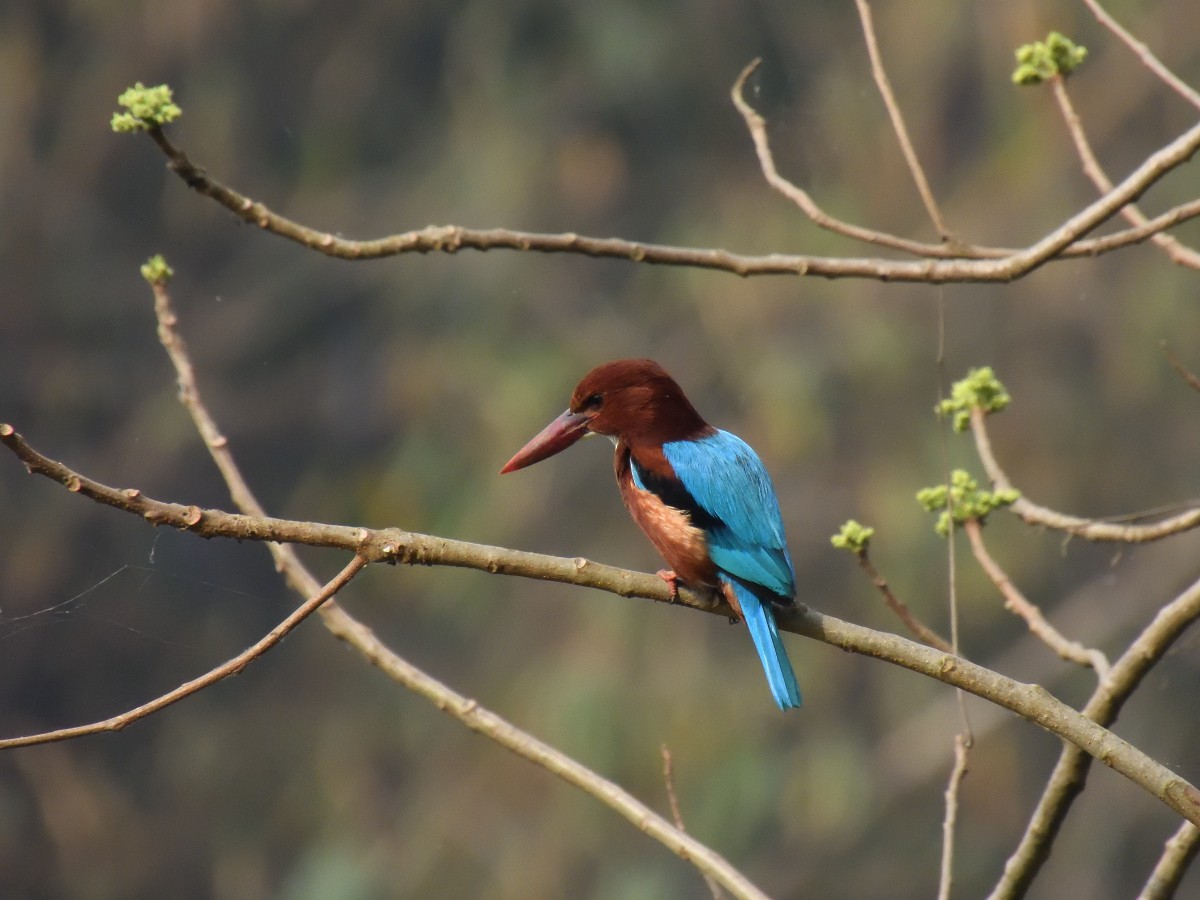 White-throated Kingfisher - ML309299801