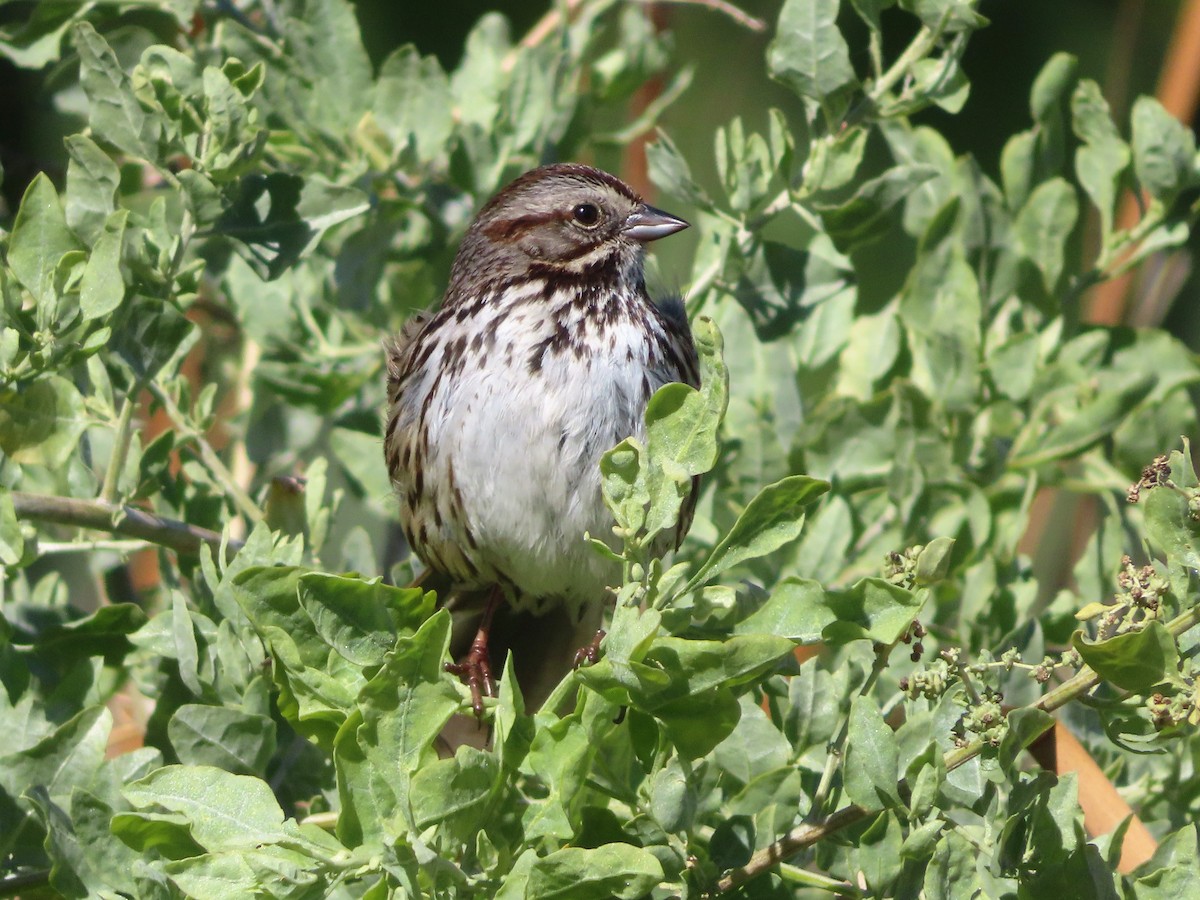 Song Sparrow - ML309299811