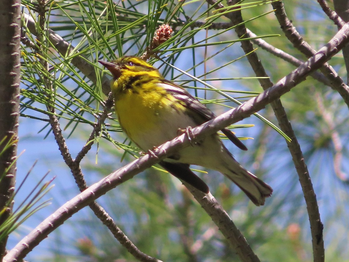 Townsend's Warbler - ML309300111