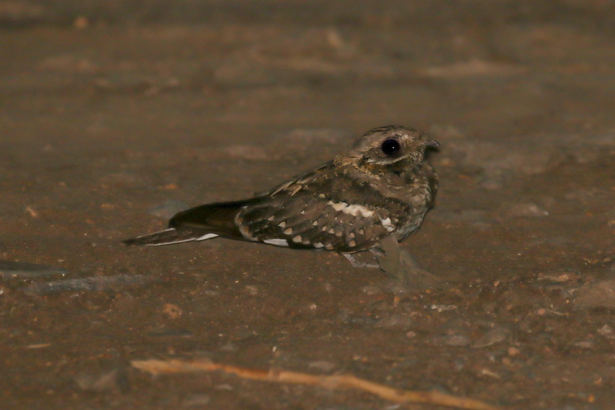 Slender-tailed Nightjar - ML309305351