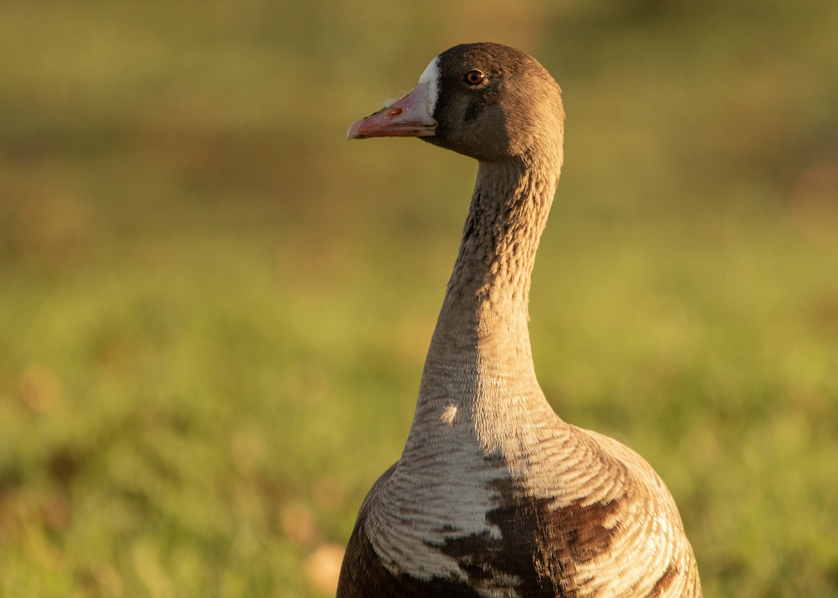Greater White-fronted Goose - ML309306491