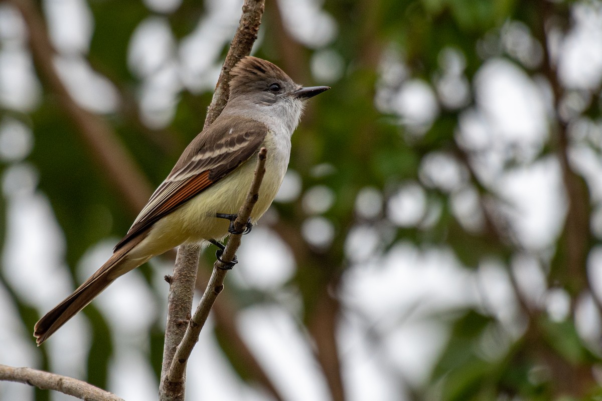 Nutting's Flycatcher - ML309306681