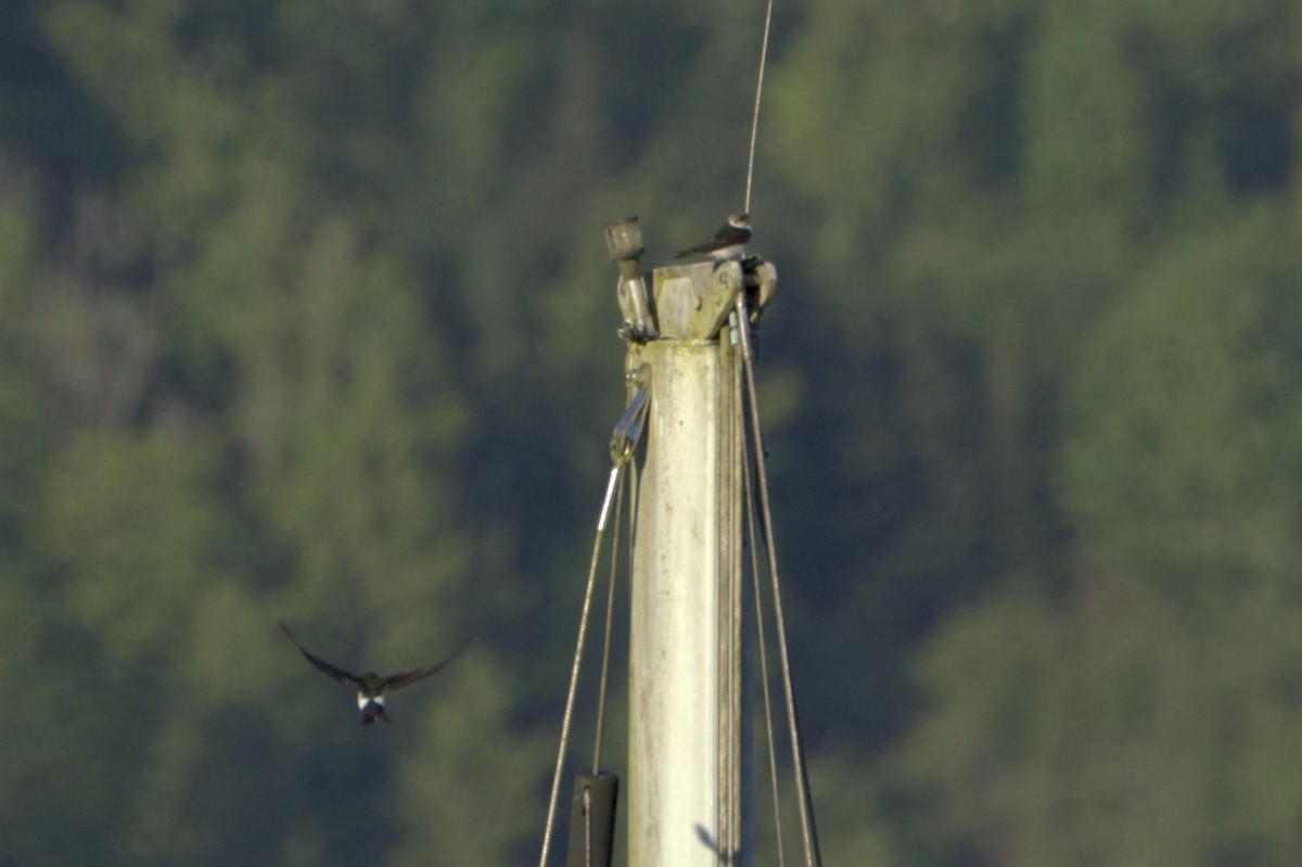 Violet-green Swallow - ML309307301