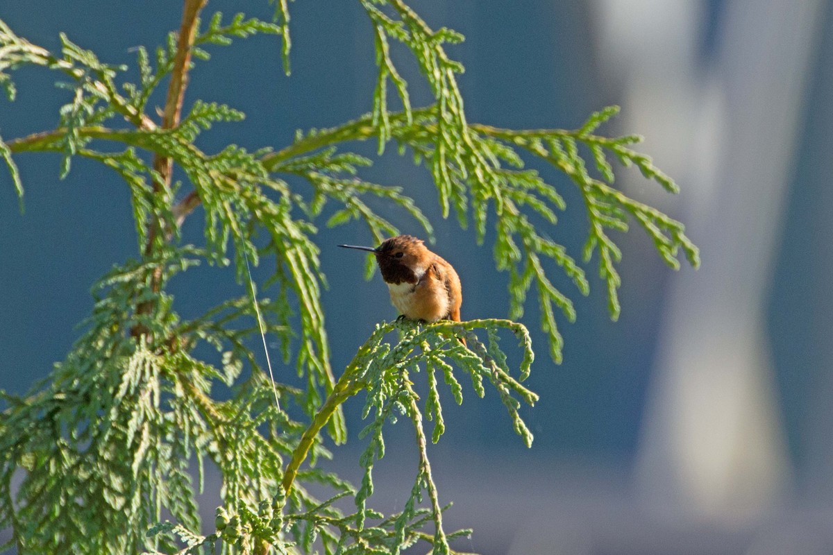 Rufous Hummingbird - ML309307781