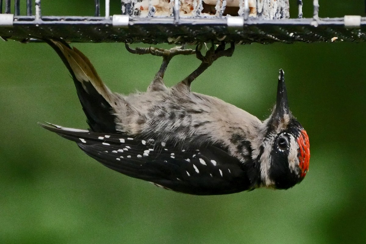 Hairy Woodpecker (Pacific) - Grace Oliver