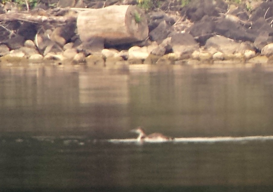 Common Loon - ML30931061