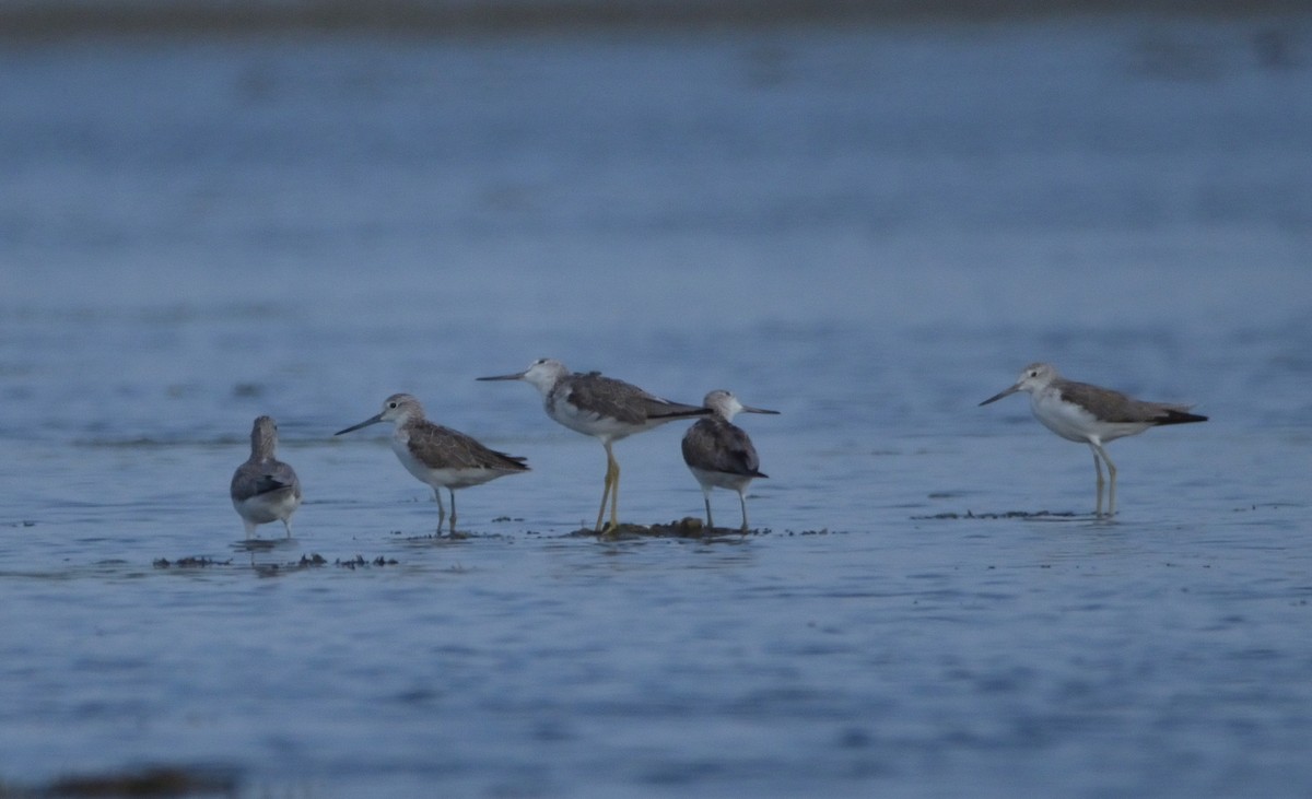 Common Greenshank - ML309314351