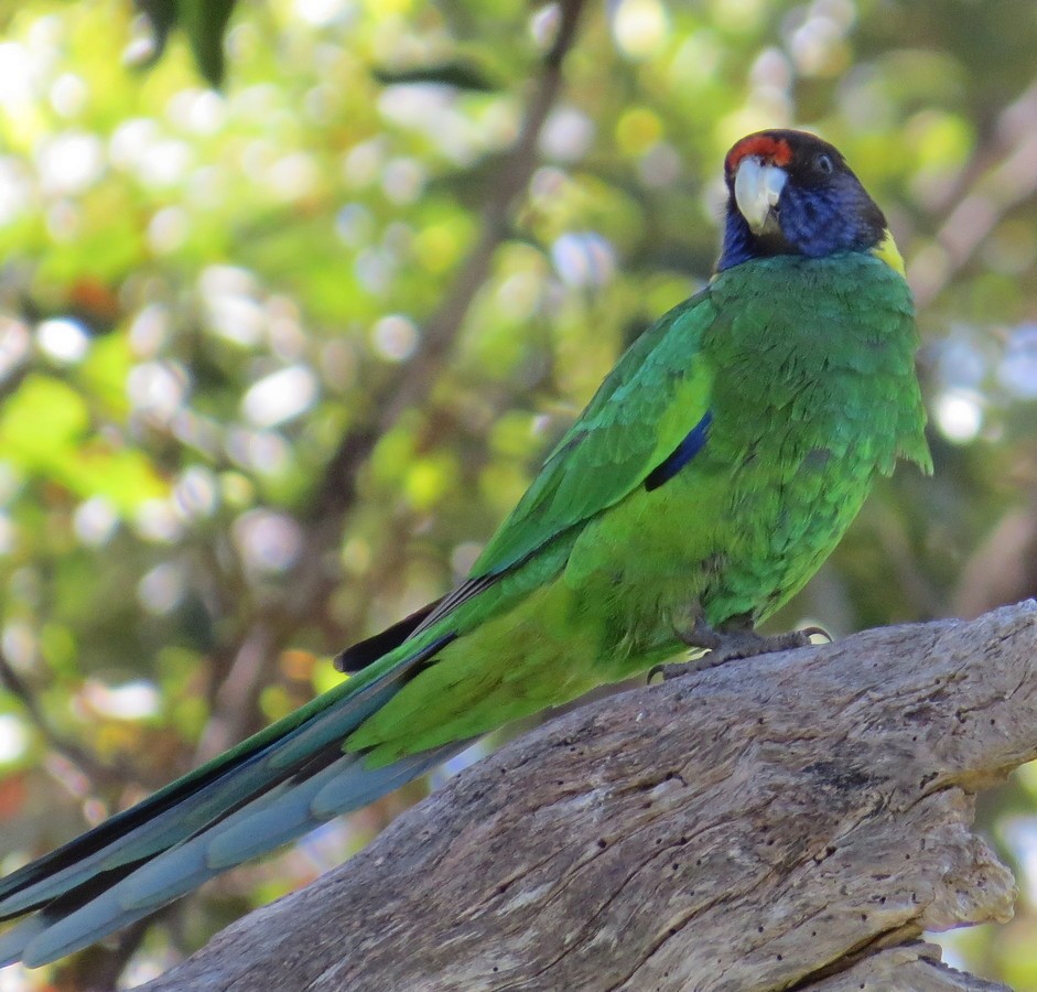 Perico de Port Lincoln - ML309316011