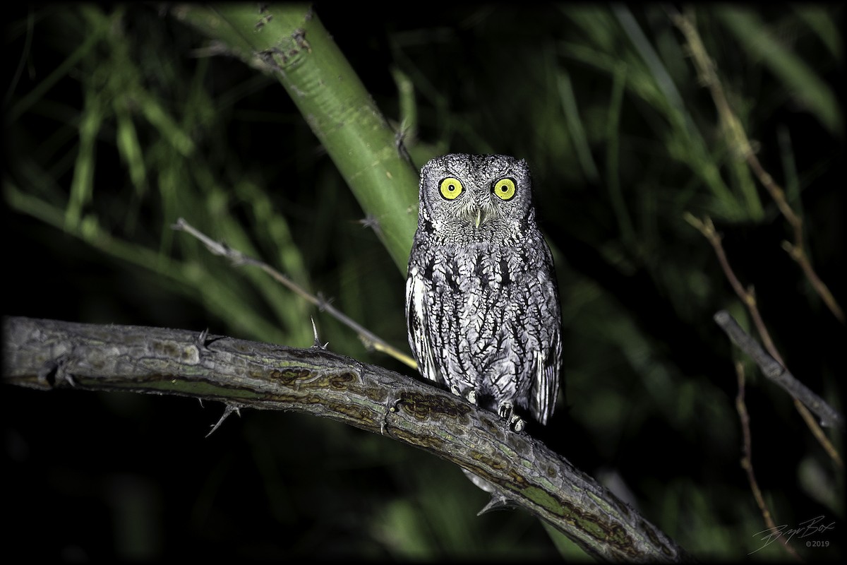 Western Screech-Owl - ML309317961