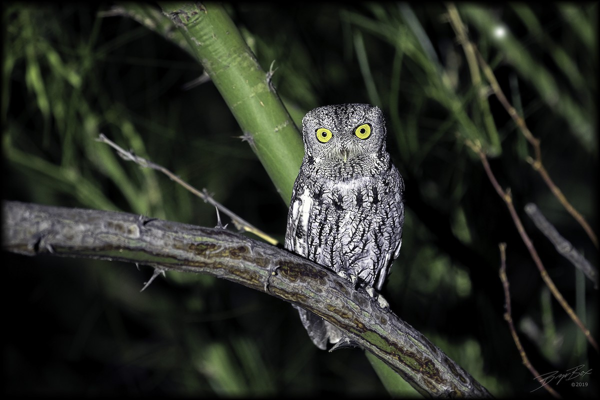 Western Screech-Owl - ML309317971