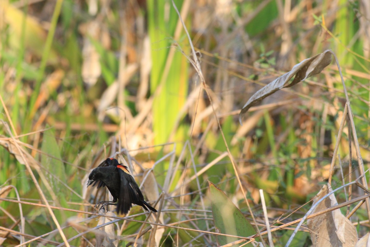 Red-shouldered Blackbird - Neil Hammatt