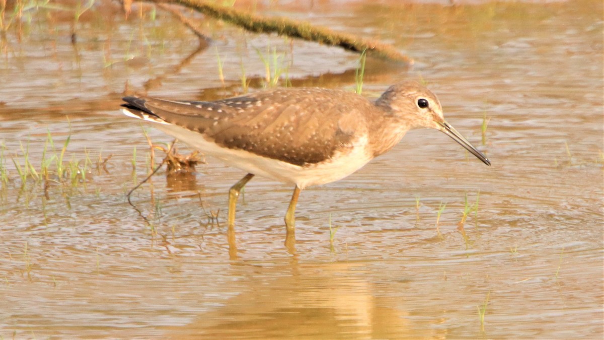 Green Sandpiper - ML309319171