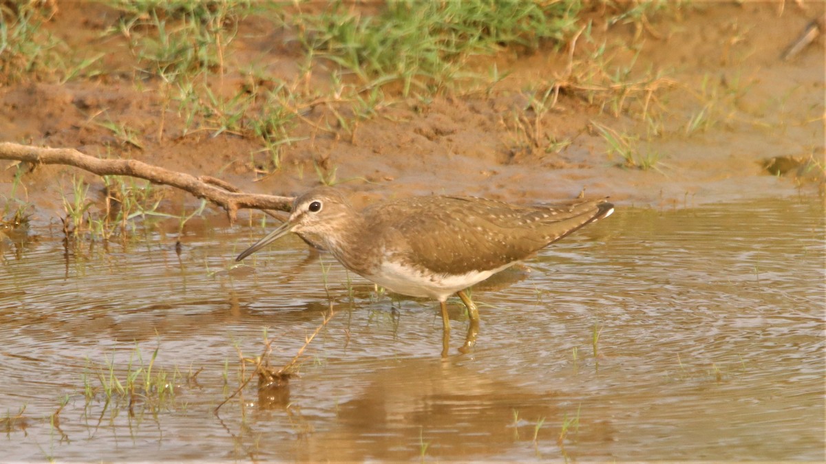 Green Sandpiper - ML309319181