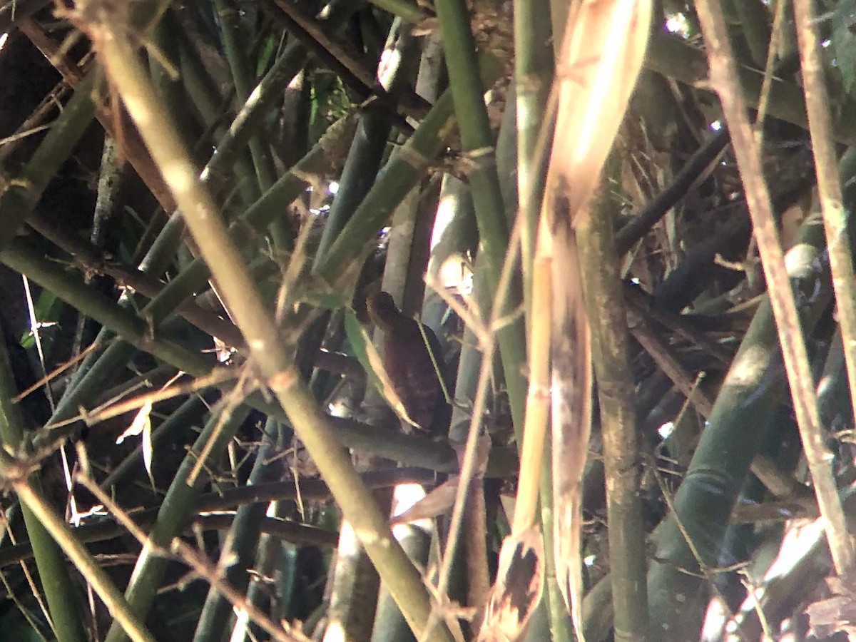 Pale-headed Woodpecker - ML309319231