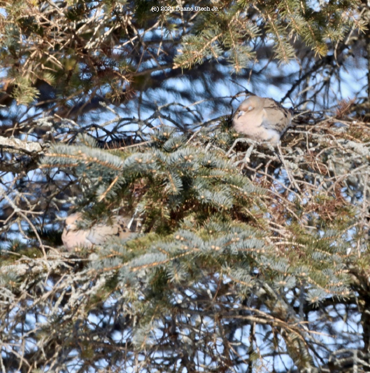 Mourning Dove - duane utech