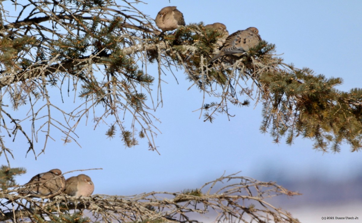 Mourning Dove - ML309320291