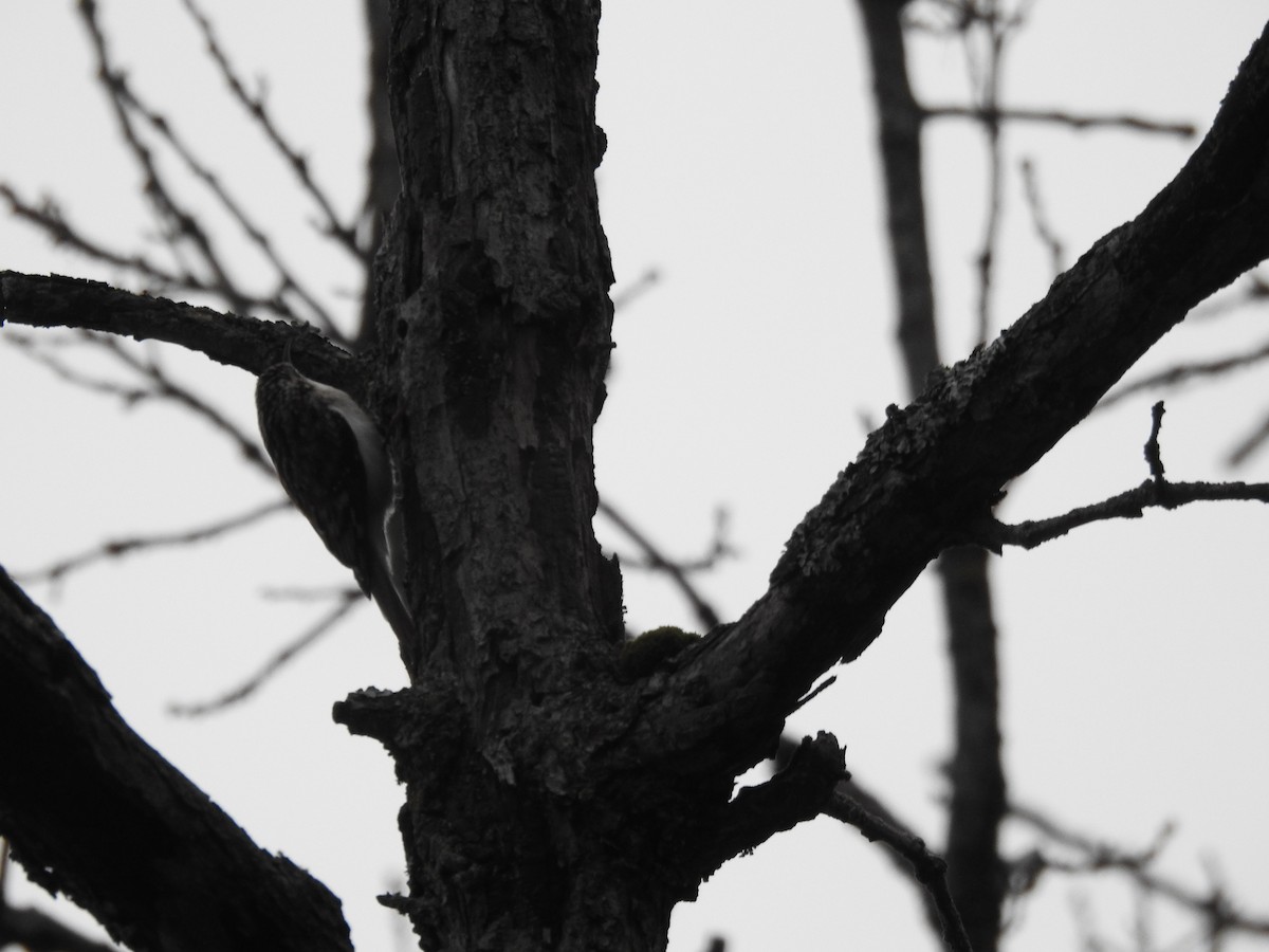 Brown Creeper - ML309325131