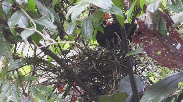 Амазонская зонтичная птица - ML309328221