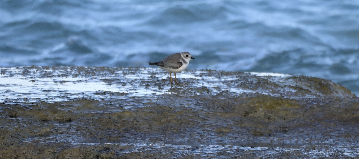 Piping Plover - ML309328631