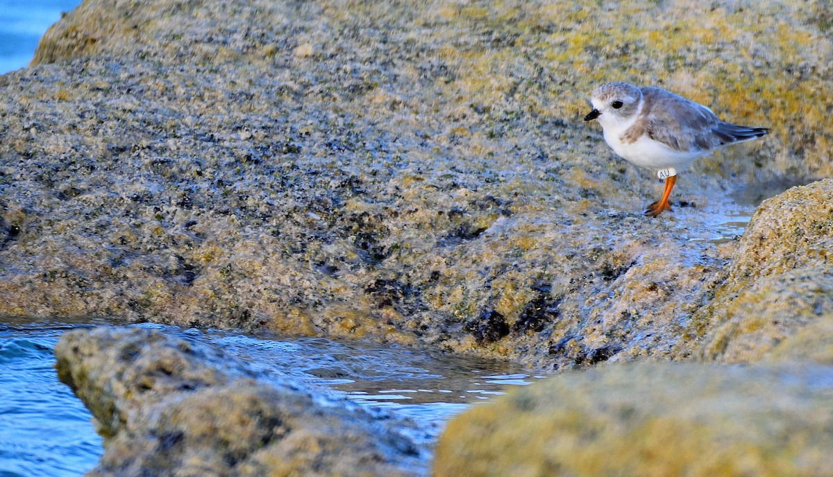 Piping Plover - ML309328661