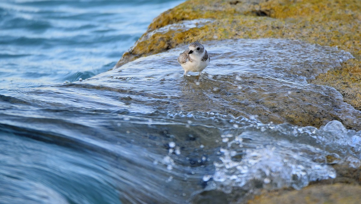 Piping Plover - ML309328671