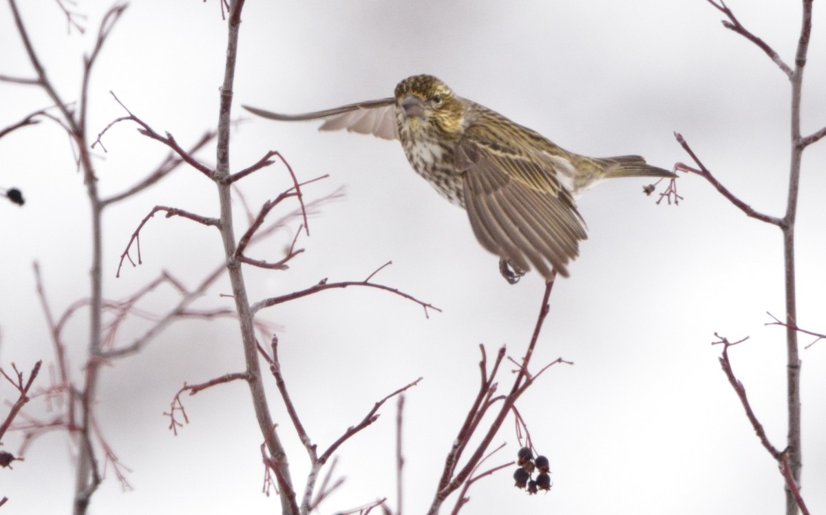 Cassin's Finch - ML309330071