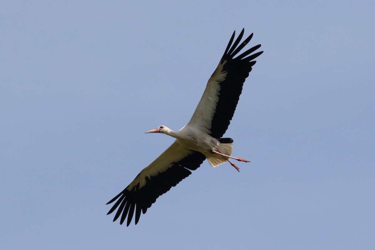 White Stork - ML309330691