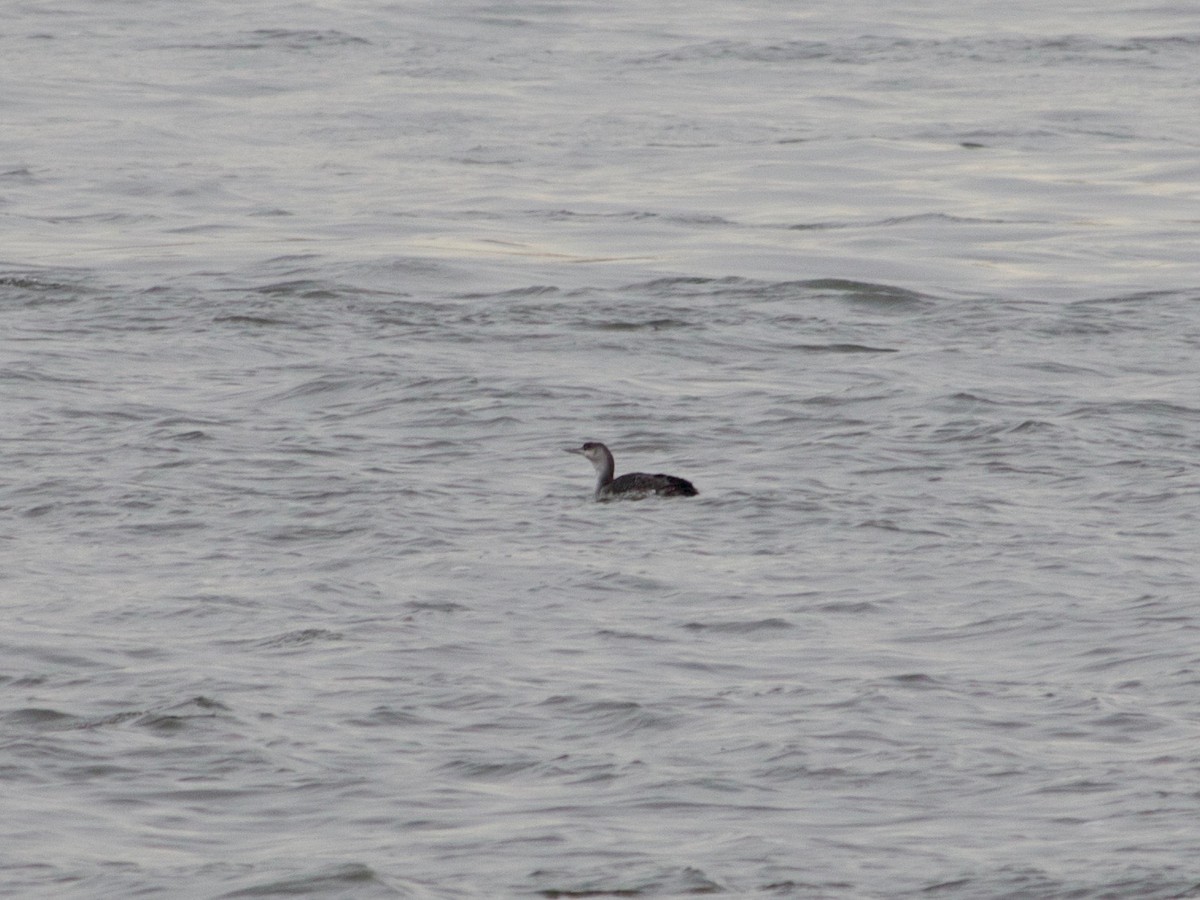 Red-throated Loon - ML309332261
