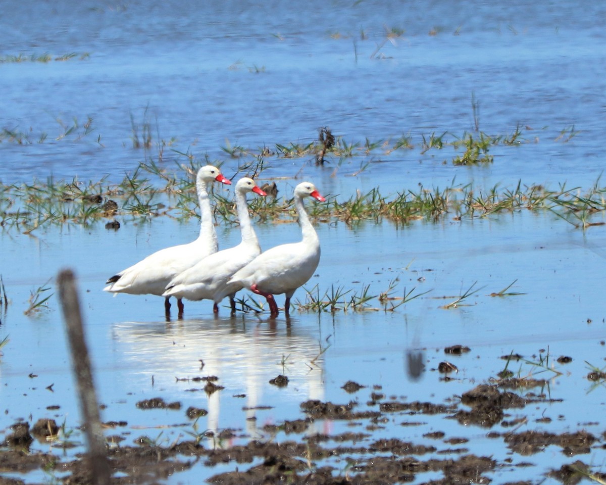 Coscoroba Swan - ML309332711