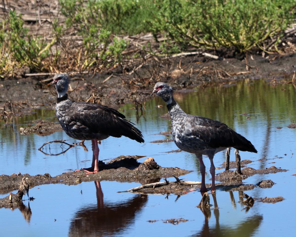 Southern Screamer - ML309332901