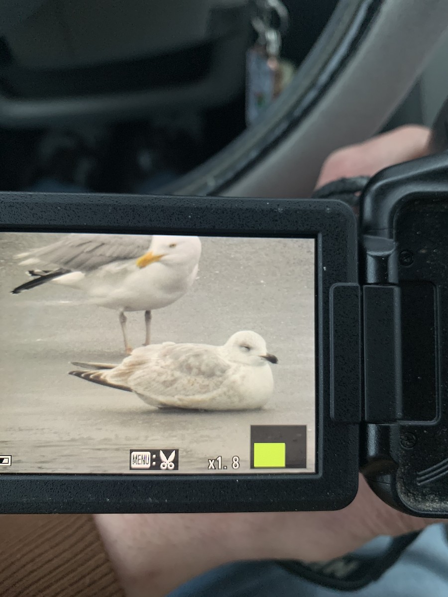 Iceland Gull (Thayer's) - ML309333861