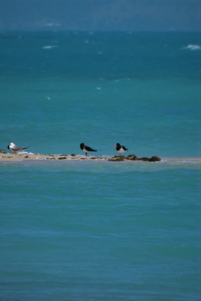 Pied Oystercatcher - ML309333941