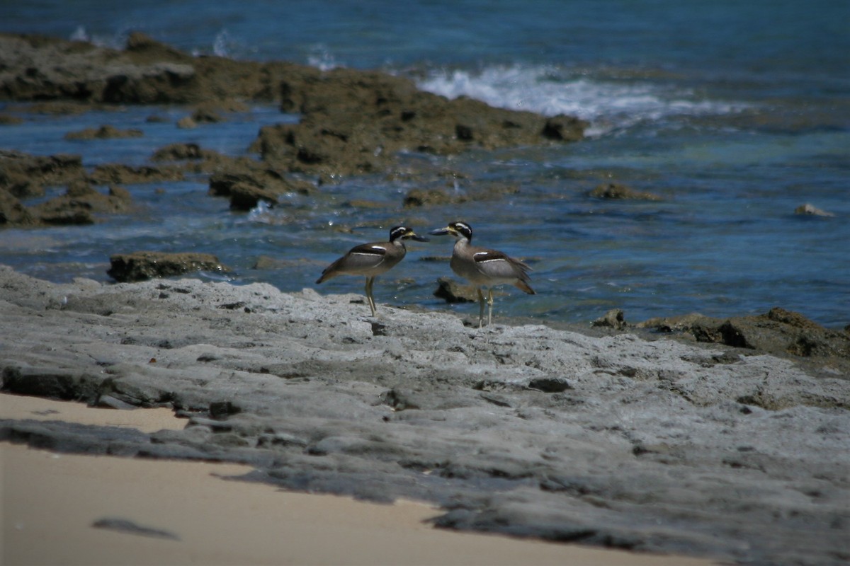 Beach Thick-knee - ML309333951