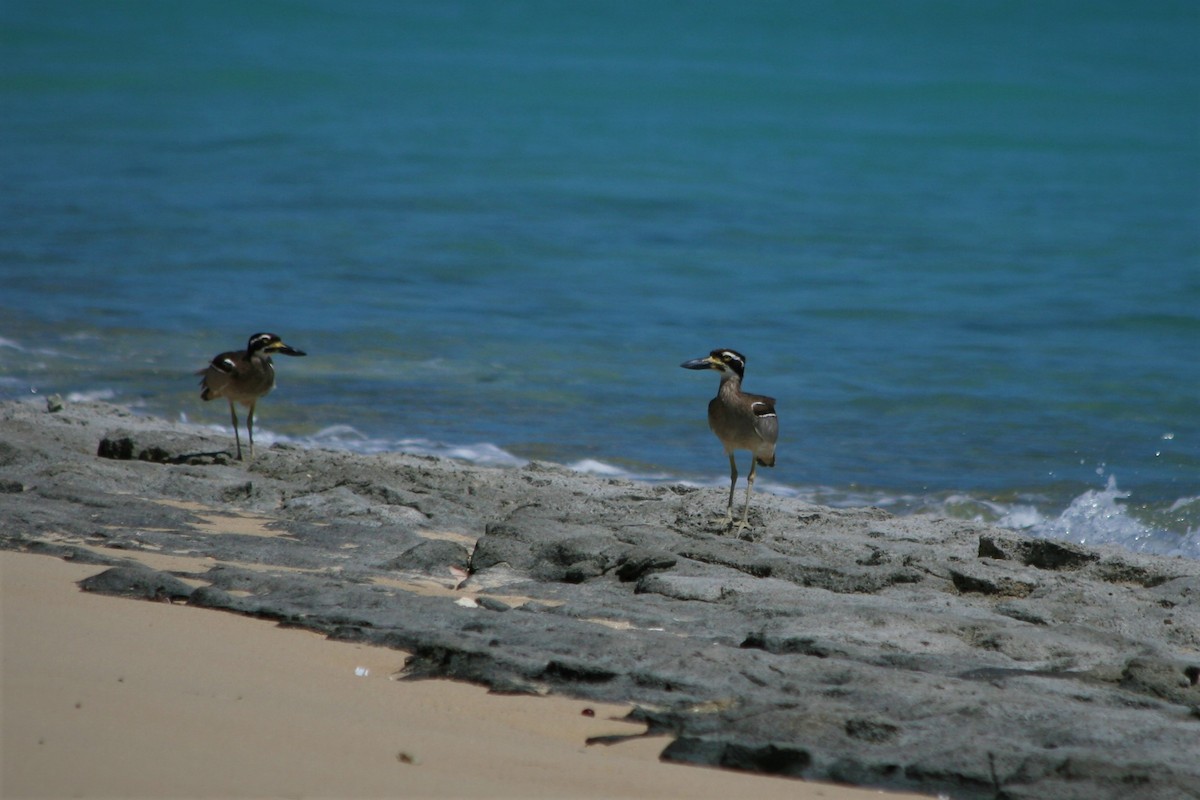 Beach Thick-knee - ML309333961