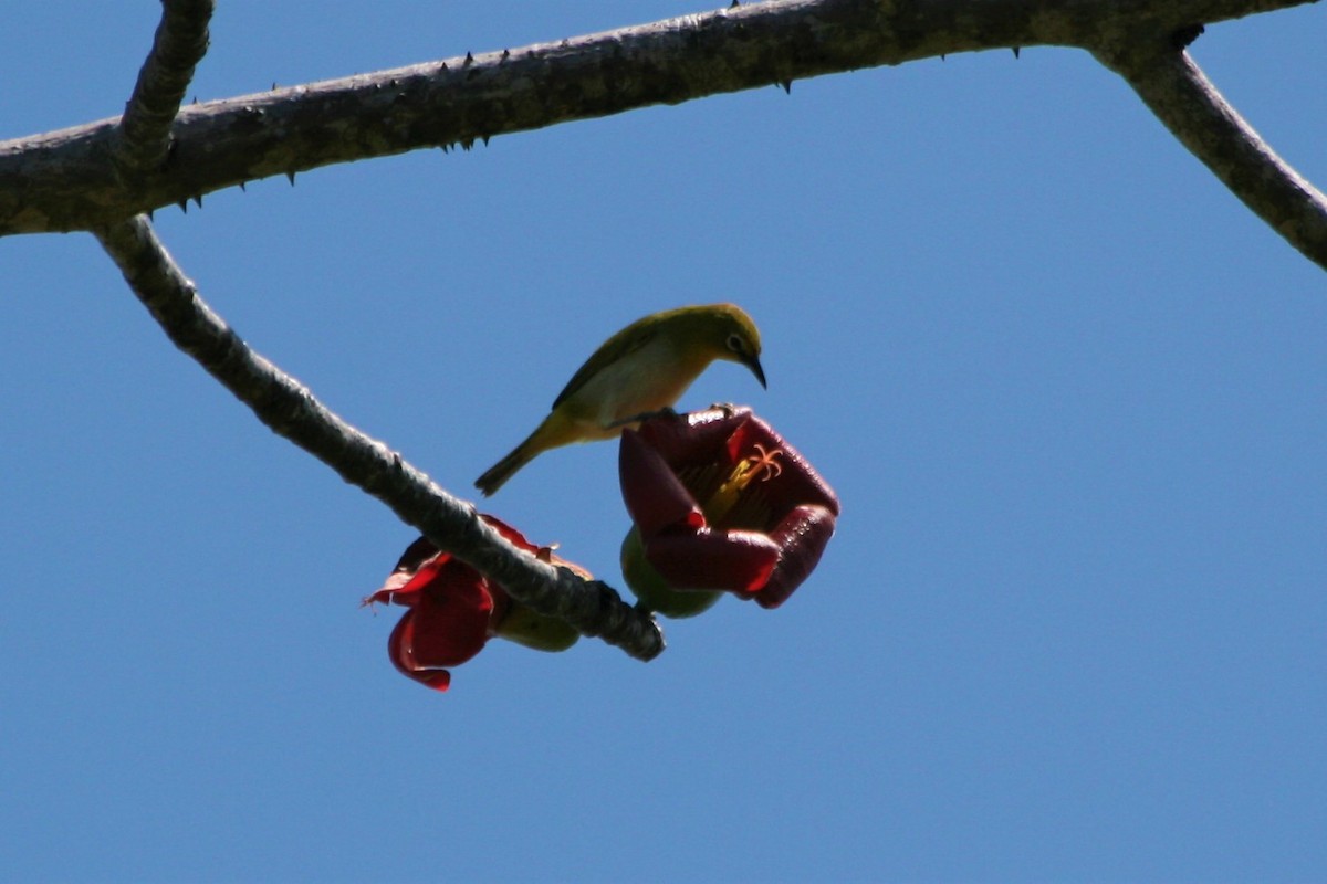 Ashy-bellied White-eye - ML309334001