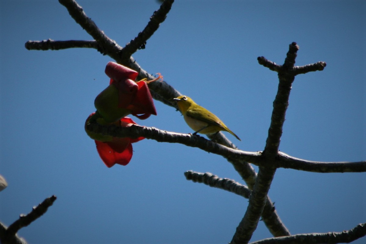 Ashy-bellied White-eye - ML309334011