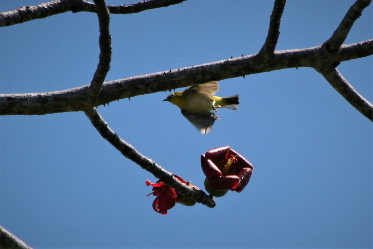 Ashy-bellied White-eye - ML309334021