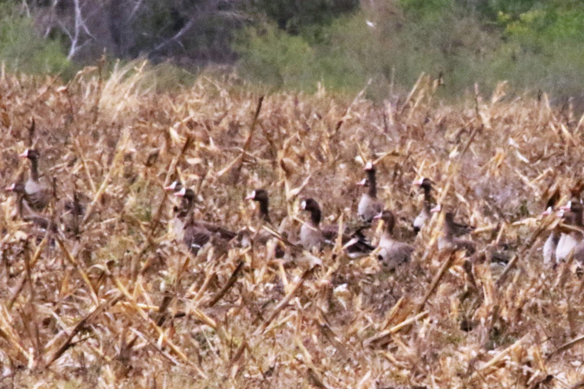 Greater White-fronted Goose - ML309334261