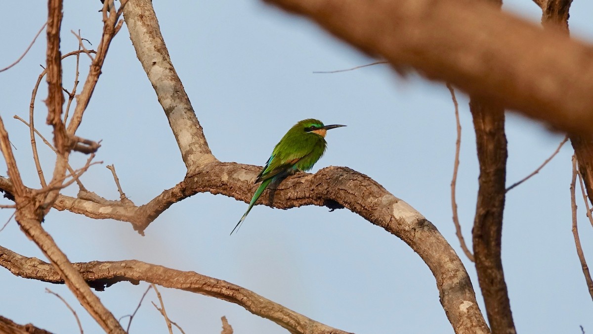 Swallow-tailed Bee-eater - ML309334731